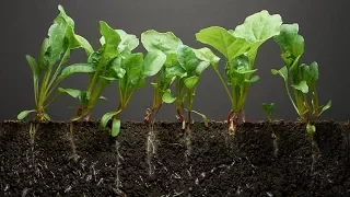 Spinach Time-Lapse - 40 days | Soil cross section