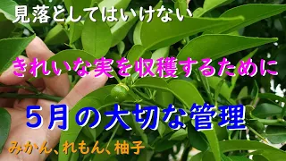 【5月のみかん、レモン、柚子の大切な管理】きれいな実を収穫する大切な作業がこれ！