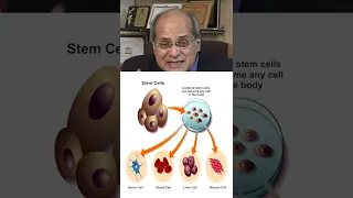 What are stem cells and how do they work?