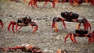 Crabs crawl in Cuba