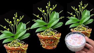 Pour a little milk into the base, weak orchids will easily bloom all year round without stopping