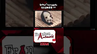 XXUwe - Franken Animals Reel - Panda