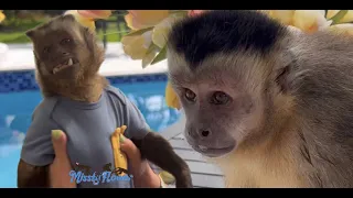 A little of Monkey George and Monkey Russel