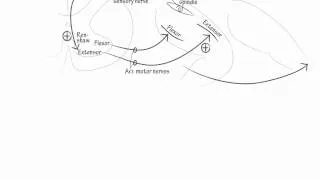 Muscle Stretch Reflex- Draw it to Know it, Neuroanatomy