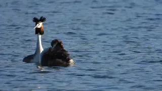 Somormujo lavanco...embalse de Cecebre...