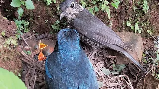 The most unsuccessful cuckoo最失败的杜鹃鸟：到嘴的虫子也没了，被鸟妈妈拿去喂其他小鸟