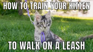 How to Train Your Kitten to Walk on a Leash | Leash-Training Tips