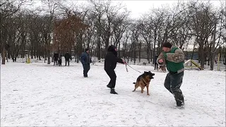 Дрессировка собак в Дюковском парке. СТРАЖ