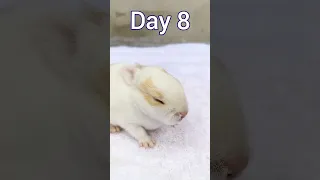 Baby Rabbit Growth Day 1 To 15 #funny #shorts #animals #baby #rabbit