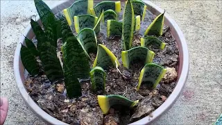 Snake Plant Propagation in Water and Soil by Leaf Cuttings (Sansevieria)