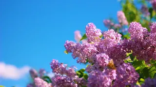 Footage — Beautiful blooming lilac and butterflies. Footages (footage) beautiful nature [FullHD]