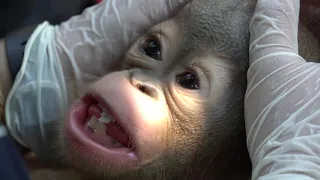 Baby orangutan rescued after three months in a cage