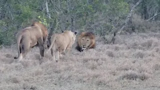 Male lion sleeping is attacked for no reason