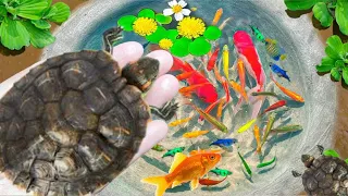 Amazing Catch Baby Diamond Turtle, Unicorn Head Fish, Pearlscale Goldfish, Striped Horse Fish,