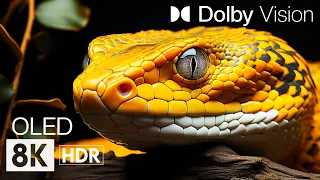 WILD WORLD DOLBY VISION 8K HDR  | Animal Beauty with Cinematic Sound (Animal Colorful Life)