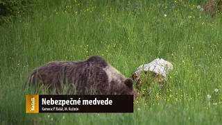 Nebezpečné medvede