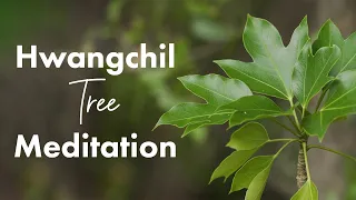 Absorb the Natural Healing Energy of Hwangchil Trees | Virtual Forest Walk