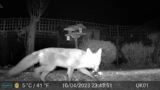 Fox Videos Only Edit GardePro A3 Wildlife Trail Camera 1 of 2 Worcester, UK  10th & 11th April 2023