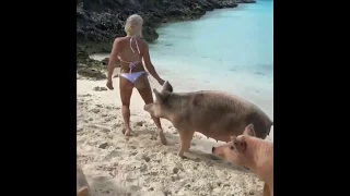 Instagram star Michelle lewin gets bitten by a wild pig in Bahamas | Michelle lewin Viral Video