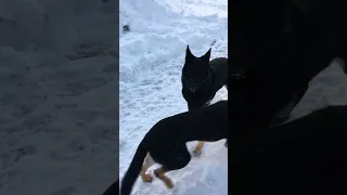 GERMAN SHEPHERDS howling!  RUGER is part of the PACK !