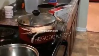 Crabs Make A DESPERATE Escape Attempt From Pot Of Boiling Water!