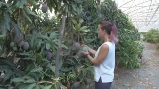 Sicily's fruit farmers adapt produce to changing climate