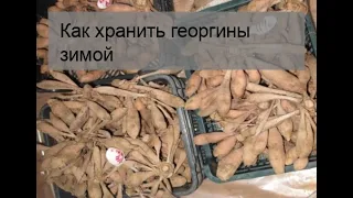 Как хранить георгины зимой