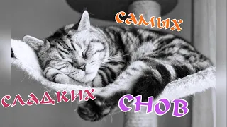 спокойной ночи! 😻😴good night! пожелание сладких снов от котиков! самых сладких снов!