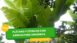 Plátano y cítricos con agricultura orgánica - TvAgro por Juan Gonzalo Angel Restrepo