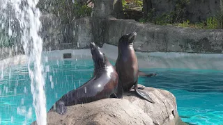 Pittsburgh Zoo & PPG Aquarium | Wikipedia audio article