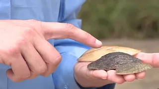 Native freshwater mussels are being reintroduced to San Antonio River