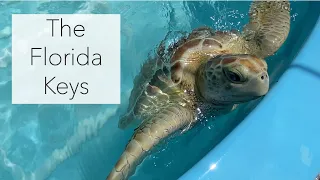 A Florida Keys Tour: Bahia Honda, the Turtle Hospital, Key Largo and Key West