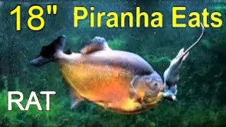 BIG PIRANHA eats RAT!