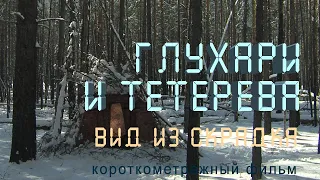 Глухари. Тетерева. Байкальский заповедник. Nature of Russia.