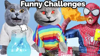 Try Oscar's HILARIOUS Challenges With Friends!😹| Oscar‘s Funny World | New Funny Cat Videos 2023