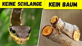 9 ungewöhnliche Tiere, die nicht das sind, was sie scheinen zu sein