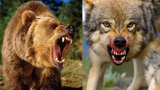 Волк против Медведя. НЕОЖИДАННЫЙ ИСХОД. Кто сильнее?