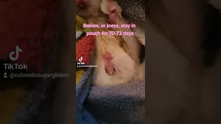 Baby Sugar Glider Emerging From Mom's Pouch