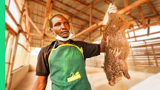 Nigeria’s Bushmeat Farms!! Eating Giant Rat with Miss Nigeria!!