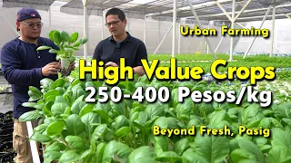 Mag Tanim ng High Value Crops, 250-450 Pesos Per Kilo