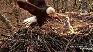 DN17and DN18 are so happy that mom found the fish 秃鹰  Decorah Eagles North Nest  2024 04 08