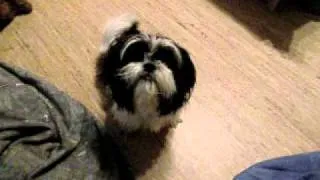 Shih Tzu in heat