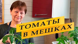 Выращивание ранних томатов. Помидоры в мешках. Container gardening