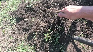 Действенные способы борьбы с ПЫРЕЕМ на огороде, участке.