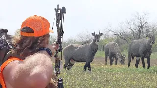 Nilgai Hunting w/ a BOW!