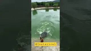 Dangerous crocodile catch  duck easily | Instaviral | #instaviral #viral