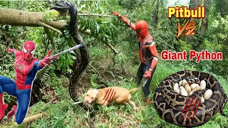Spider-Man Using Pitbull Dog Tracing Giant Snake | New Hunter