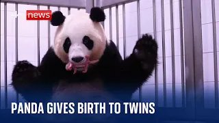 Giant panda gives birth to twin cubs in South Korea