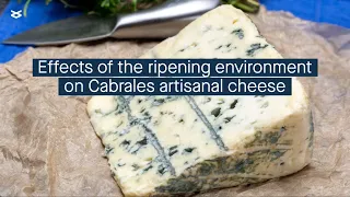 Examining how traditional cave ripening of blue-veined cheese impacts the microbiome