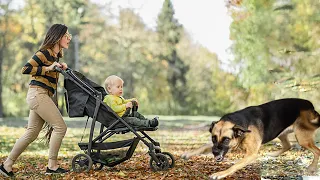 ДВОРНЯГА защищая 2-летнего мальчика в коляске , бросилась на бойцовскую собаку!